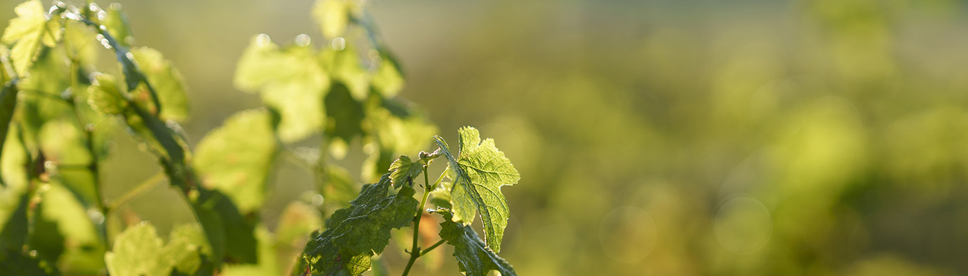 Ysabeau • Gamme de vins belges bio
