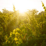 Notre vignoble en Lyre