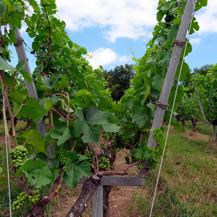Vignoble belge en lyre