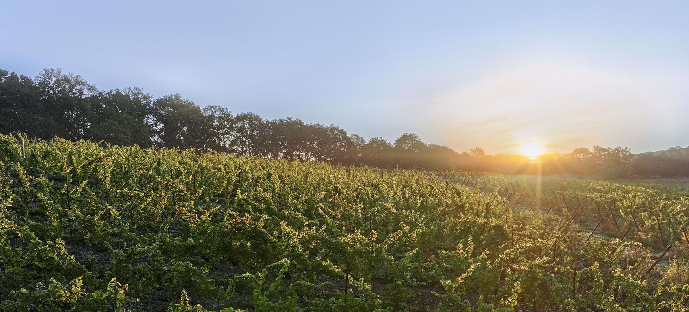 Vignoble belge en lyre à Durbuy