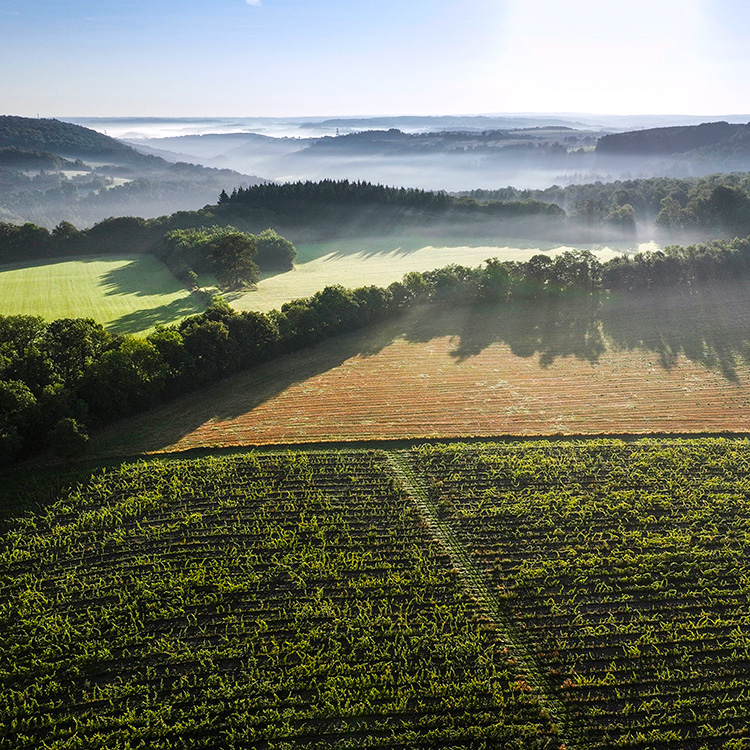 Ysabeau-vignoble-Durbuy